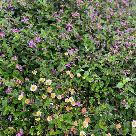 Meet your Posher, Ani - Picture 1 of 1